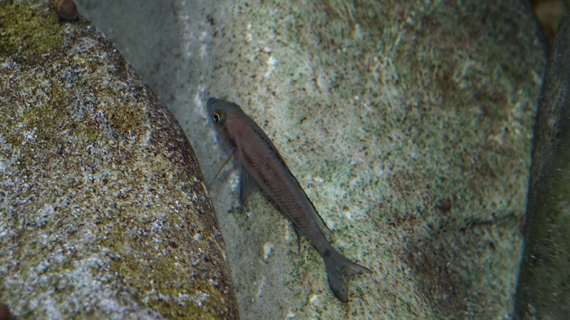 Neolamprologus furcifer